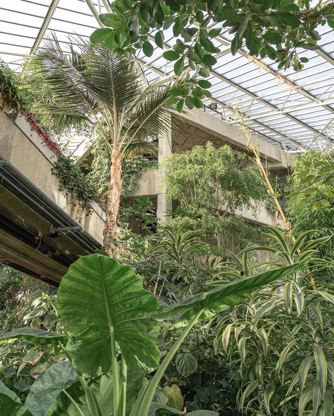 Barbican Conservatory